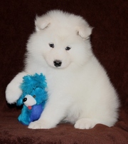 Pure White Samoyed puppies for sale.