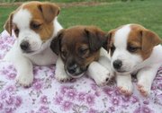 Jack Russell Terrier Puppies For Sale.